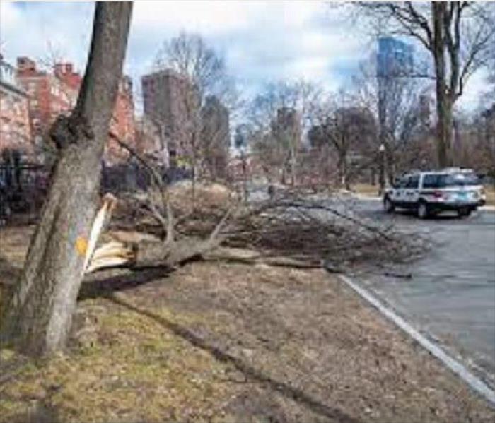 brown, large tree down in road with blue and white police vehicle next to it